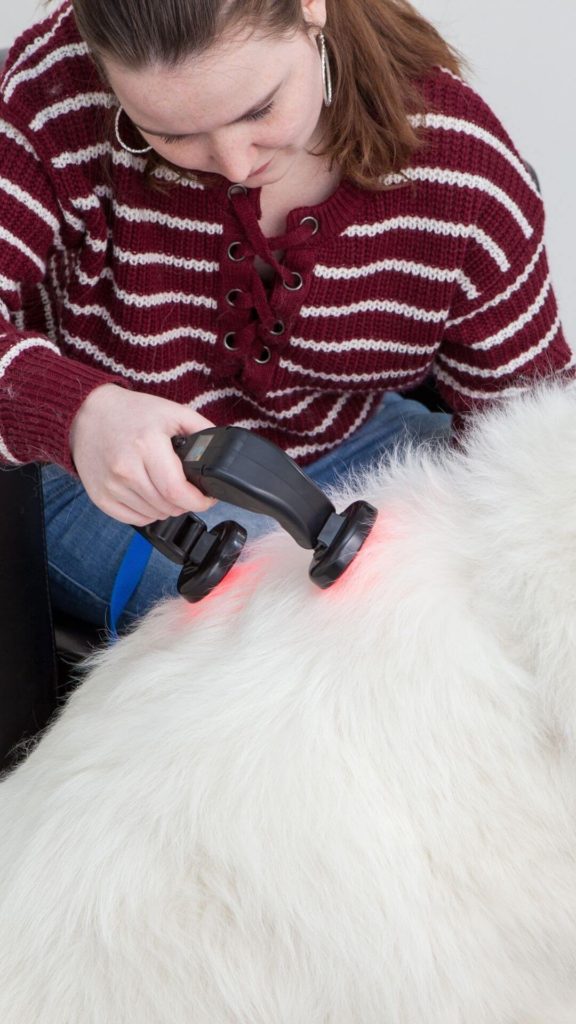 Cold Laser Therapy for Dogs