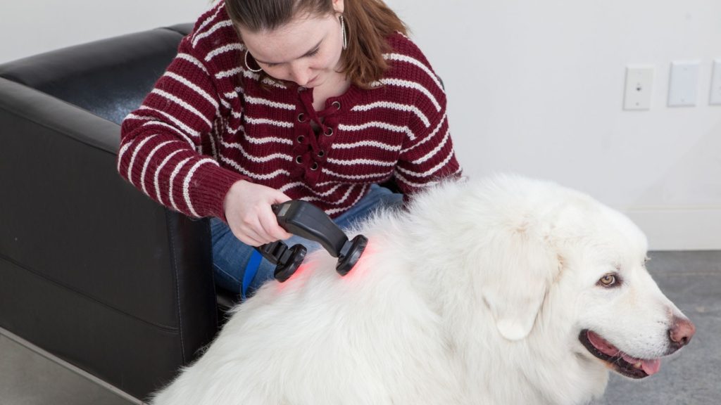 a woman using the lumacare ark on her dog