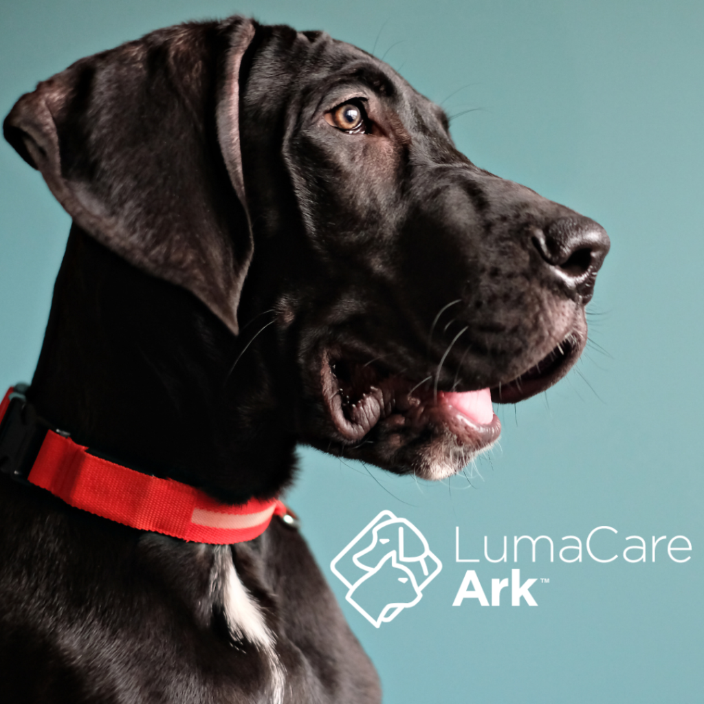 What is Cold Laser Therapy for Dogs?