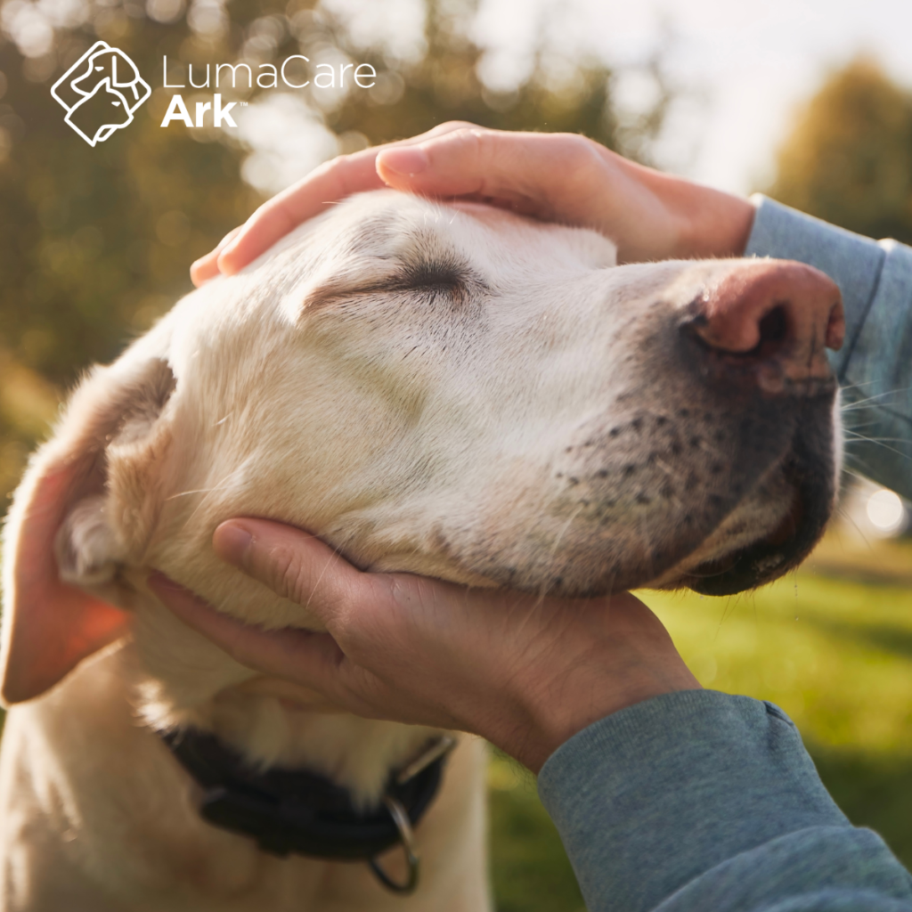  Joint Pain in Senior Dogs with LumaCare Ark: A Detailed Overview