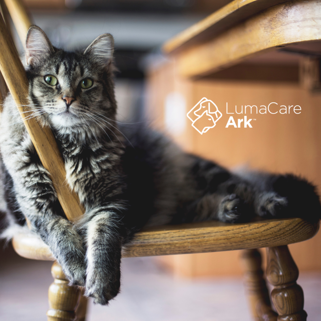 The Ultimate Low Level Laser Therapy Device for Cats: LumaCare Ark