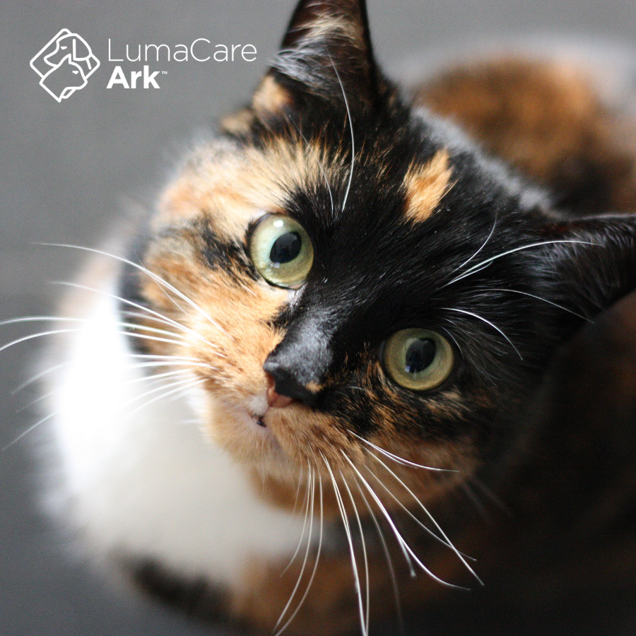 LumaCare Ark: The Ultimate Cold Laser Therapy Device for Cats