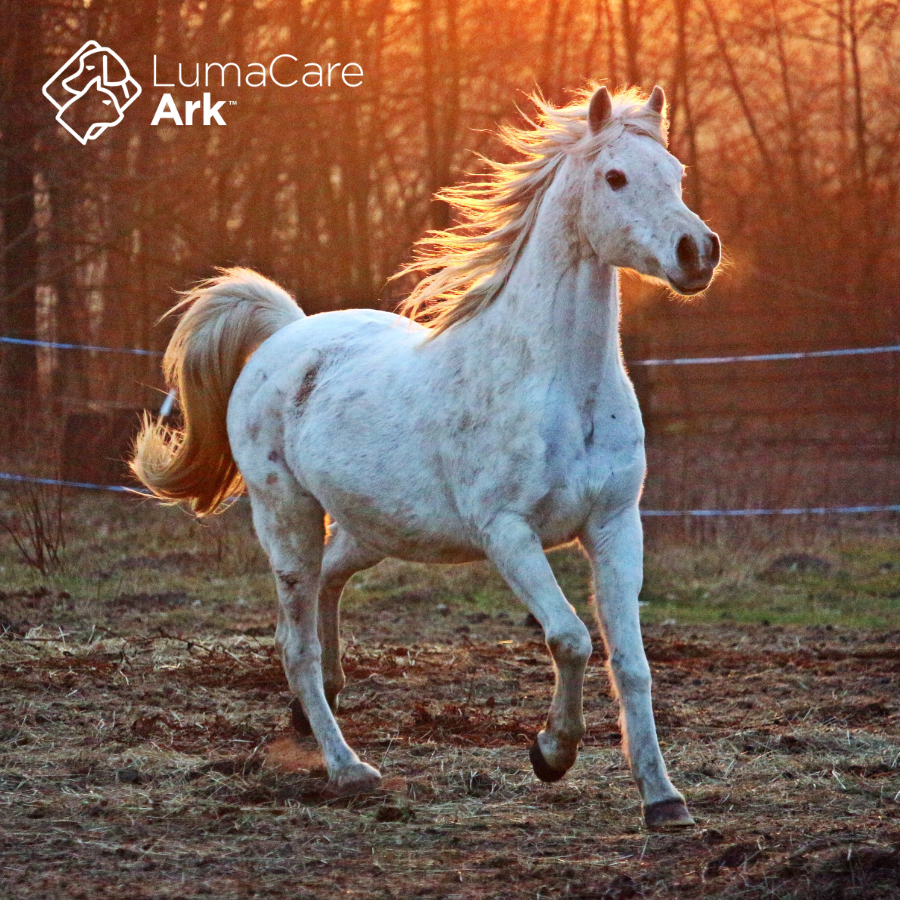 How the LumaCare Ark is Transforming Low-Level Laser Therapy for Horses